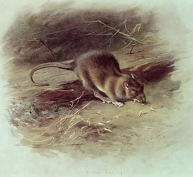 Rat brun (Rattus norvegicus) 1918