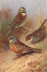 Bruant zizi, Bruant nain, Ortolan
