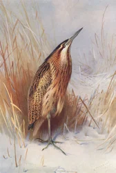 Butor étoilé