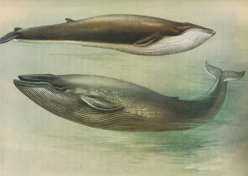 Rorqual commun, rorqual de Sibbald ou baleine bleue, de Mammifères de Thorburn publié par Longmans et Co, vers 1920