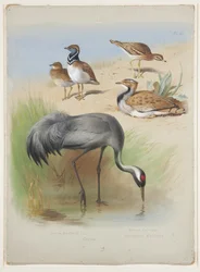 Grue, œdicnème criard et outardes, vers 1915