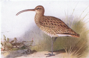 Courlis cendré, de Birds of the British Isles and Their Eggs publié par Frederick Warne & Co Ltd, 1958