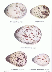 Œufs : bécasse; bécassine, œdicnème criard, chevalier gambette, chevalier guignette, tiré de Oiseaux des îles Britanniques et leurs œufs publié par Frederick Warne & Co Ltd, 1958