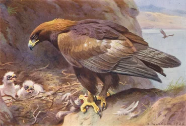 Aigle royal