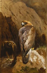 Aigles royaux à leur aire