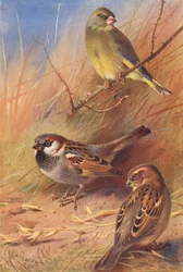 Verdier, Moineau domestique (mâle et femelle)