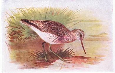 Chevalier aboyeur, de Birds of the British Isles and Their Eggs publié par Frederick Warne & Co Ltd, 1958