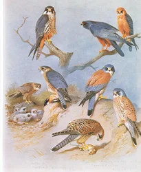 Hobereau, Merlin, Faucon à pattes rouges, Faucon crécerellette et Crécerelle, pub. par Book Club Associates, 1972