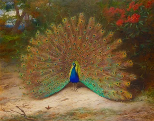 Paon et papillon paon-du-jour