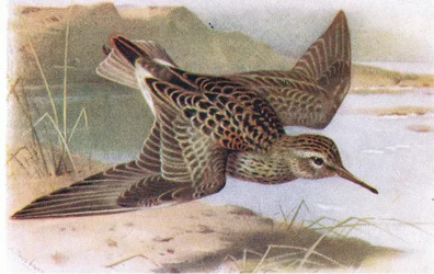 Bécasseau à poitrine cendrée, de Birds of the British Isles and Their Eggs publié par Frederick Warne & Co Ltd, 1958