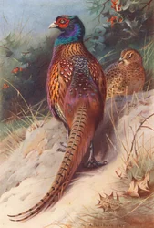Faisan (mâle et femelle)