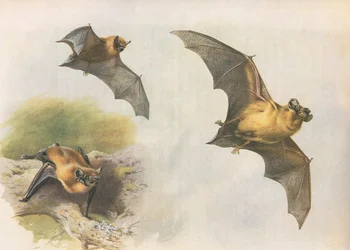 Pipistrelle ou chauve-souris commune, de Mammifères de Thorburn publié par Longmans et Co, vers 1920