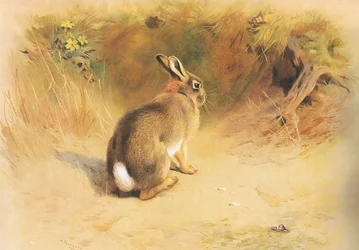 Lapin, de Mammifères de Thorburn publié par Longmans et Co, vers 1920