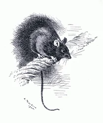 Rat, pub. par Book Club Associates
