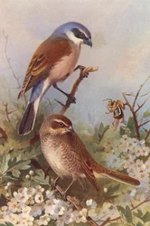 Pie-grièche écorcheur (mâle et femelle)