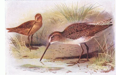 Bécassine à poitrine rousse, de Birds of the British Isles and Their Eggs publié par Frederick Warne & Co Ltd, 1958