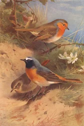 Rouge-gorge, Rougequeue (mâle et femelle) (lithographie en couleur)