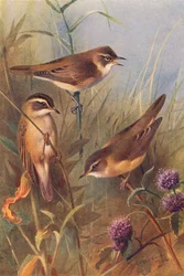 Rousserolle effarvatte, Phragmite des joncs, Rousserolle verderolle
