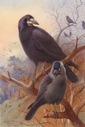 Corbeau, choucas
