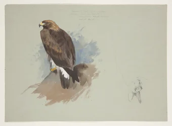 Aigle de mer et croquis au crayon d