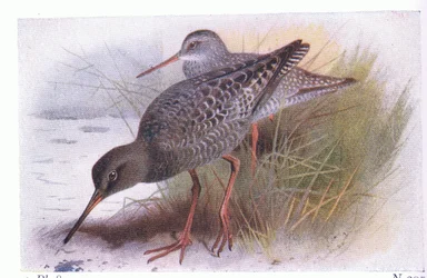 Chevalier arlequin, de Birds of the British Isles and Their Eggs publié par Frederick Warne & Co Ltd, 1958