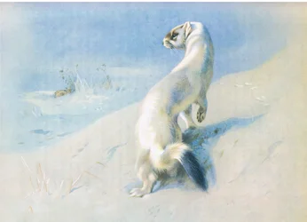 Hermine