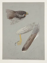 Études de tête, pied et aile de l