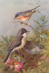 Fauvette des jardins, Fauvette orphée, Fauvette à barre (lithographie en couleur)