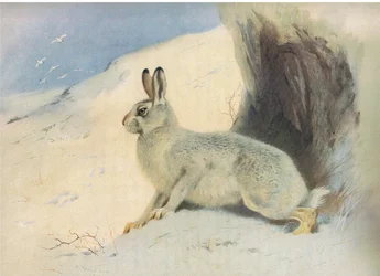 Le lièvre de montagne en hiver, de Mammifères de Thorburn publié par Longmans et Co, vers 1920