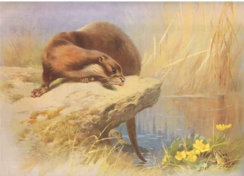 La Loutre, de Mammifères de Thorburn publié par Longmans and Co, vers 1920