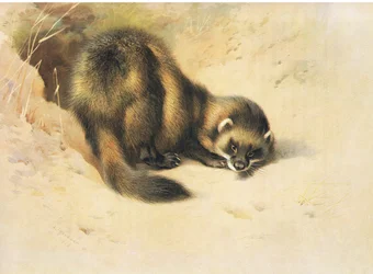 Le Putois, de Mammifères de Thorburn publié par Longmans et Co, vers 1920