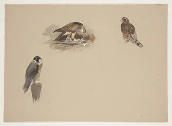 Trois petites vignettes de faucon pèlerin et 2 autres oiseaux de proie, c.1915