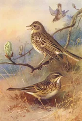 Pipit des arbres, Pipit des prés