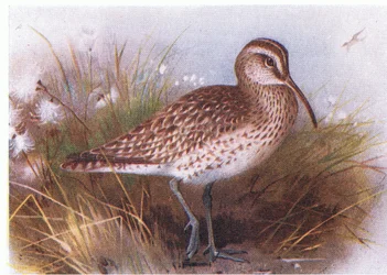 Courlis corlieu, de Birds of the British Isles and Their Eggs publié par Frederick Warne & Co Ltd, 1958
