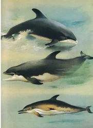Dauphin à Bec Blanc, Dauphin à Bec de Bouteille et Dauphin Commun, de Mammifères de Thorburn publié par Longmans et Co, vers 1920