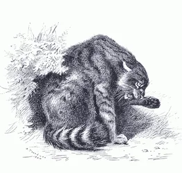 Chat sauvage, de Mammifères de Thorburn publié par Longmans et Co, vers 1920