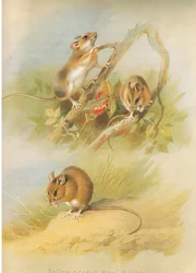 Souris à cou jaune et souris de St Kilda, de Mammifères de Thorburn publié par Longmans and Co, vers 1920