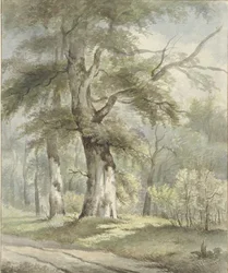 Paysage forestier