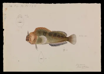 Blennie de Tasmanie, Parablennius tasmanianus