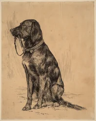 Le chien d