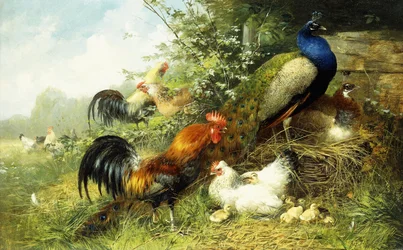 Volailles et paons, 1899