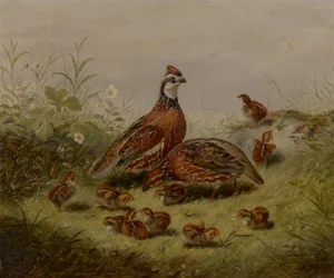 Caille et ses petits