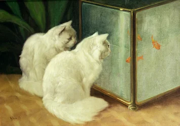 Chats blancs observant des poissons rouges