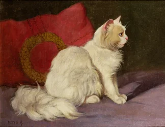 Chat persan blanc