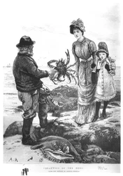 Beautés des profondeurs, 1882