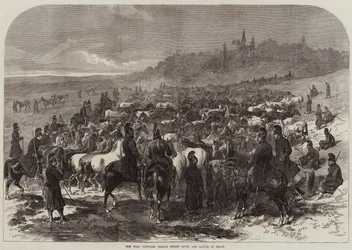 La guerre, chevaux français capturés après la bataille de Sedan