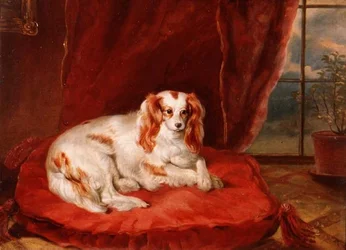 Un épagneul Cavalier King Charles allongé sur un coussin rouge