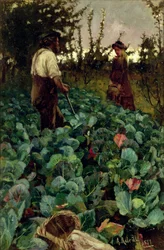 Jardin de choux