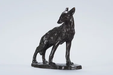 Coyote en alerte