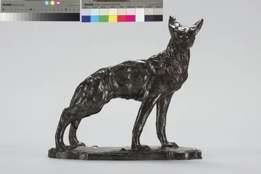Coyote en alerte